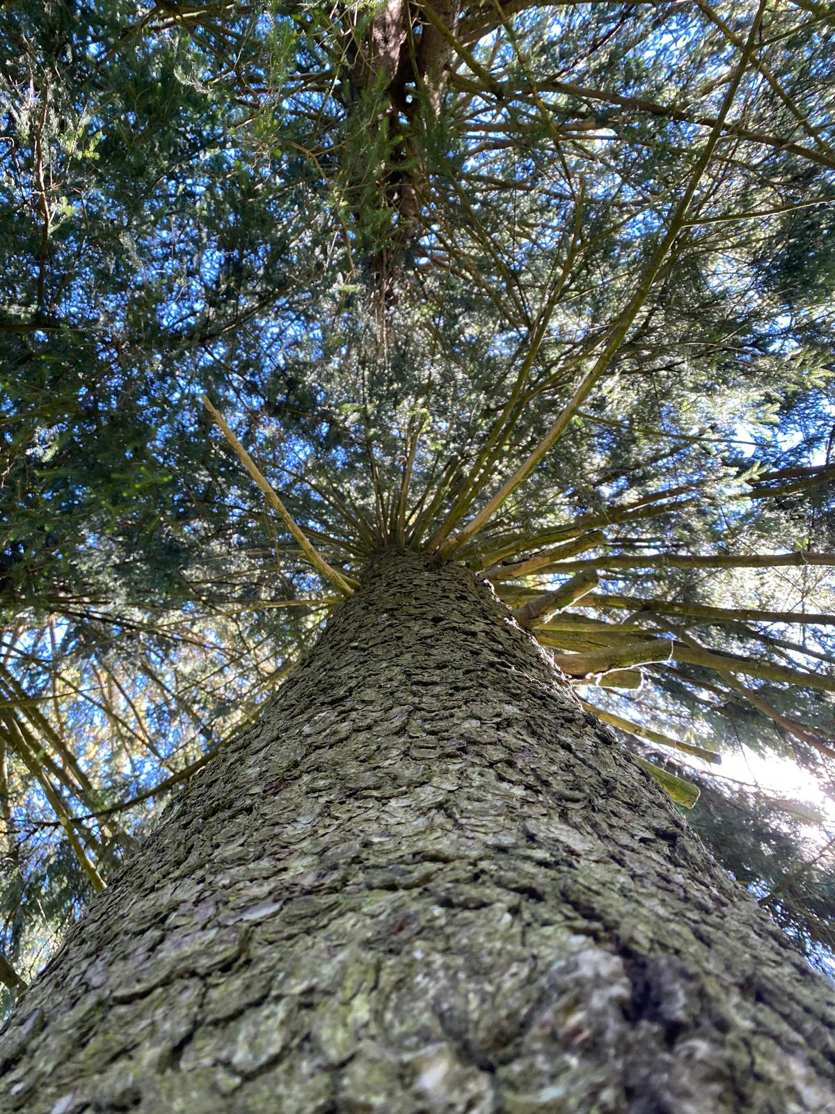 baum von unten